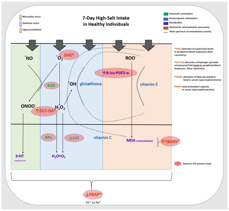 Enhanced Antioxidative Defense by Vitamins C and E Consumption Prevents 7-Day High-Salt Diet-Induced Microvascular Endothelial Function Impairment in Young Healthy Individuals.