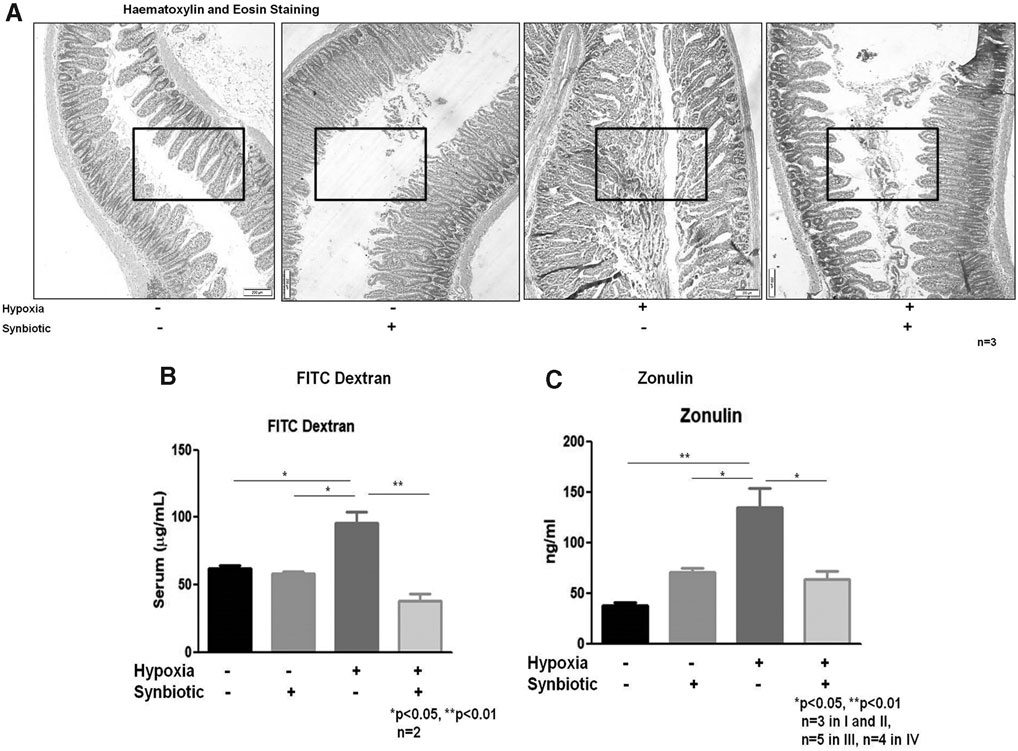 Effect of Synbiotics on Amelioration of Intestinal Inflammation Under Hypobaric Hypoxia.