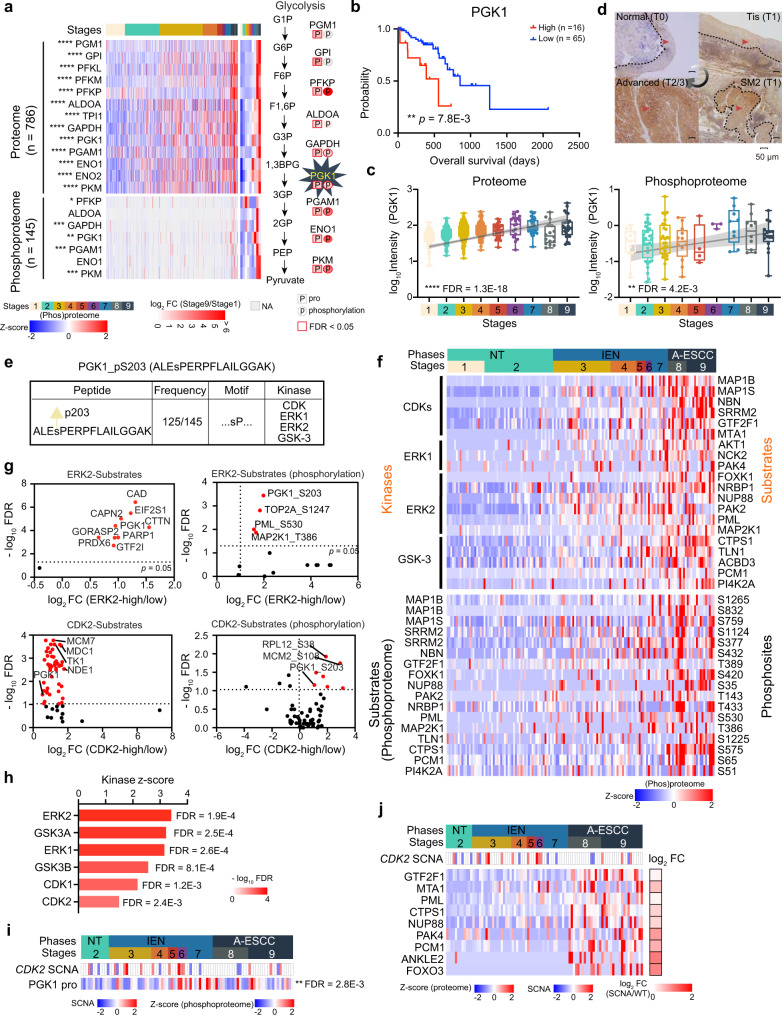 Integrative proteogenomic characterization of early esophageal cancer.